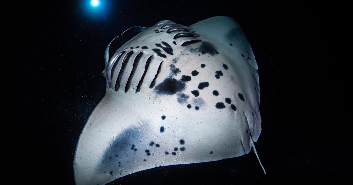 Manta Ray Night Snorkel, Big Island Kona: 2026 Guide