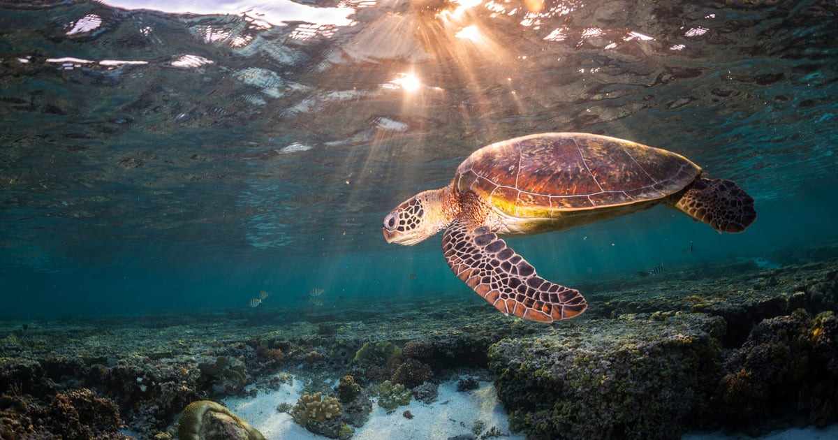 Turtle Canyon Snorkel Tour, Oahu: 2026 Guide