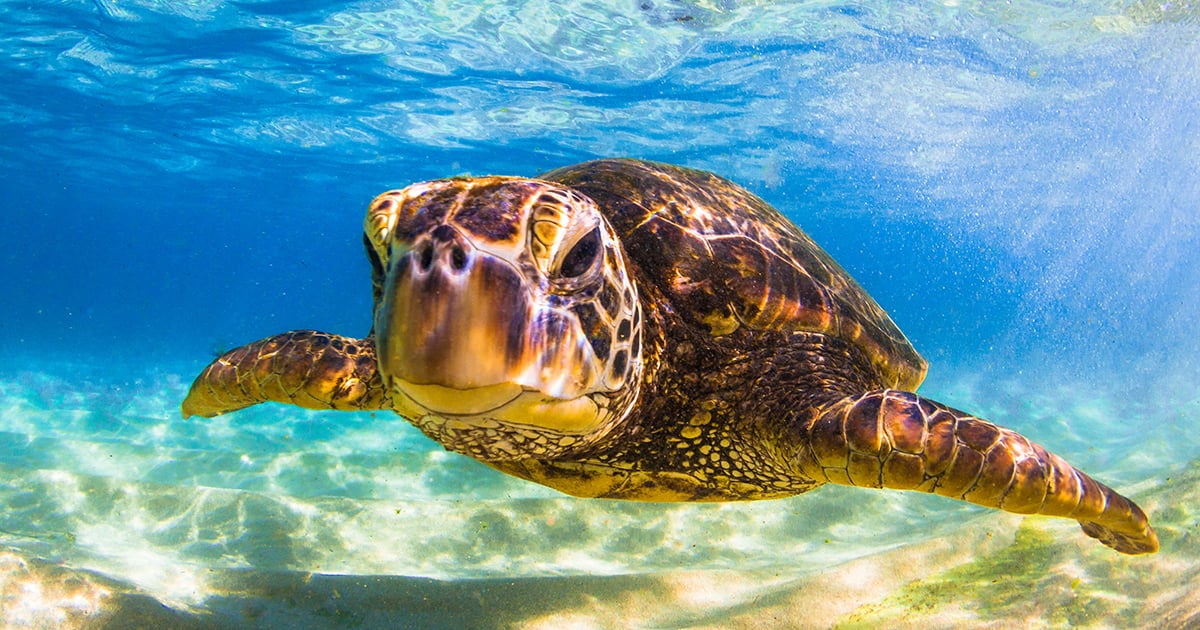 Hawaiian green sea turtle swimming through clear blue water