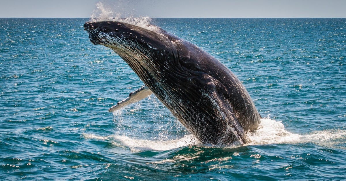 A humpback whale breaching from blue water off Hawaiʻi Island