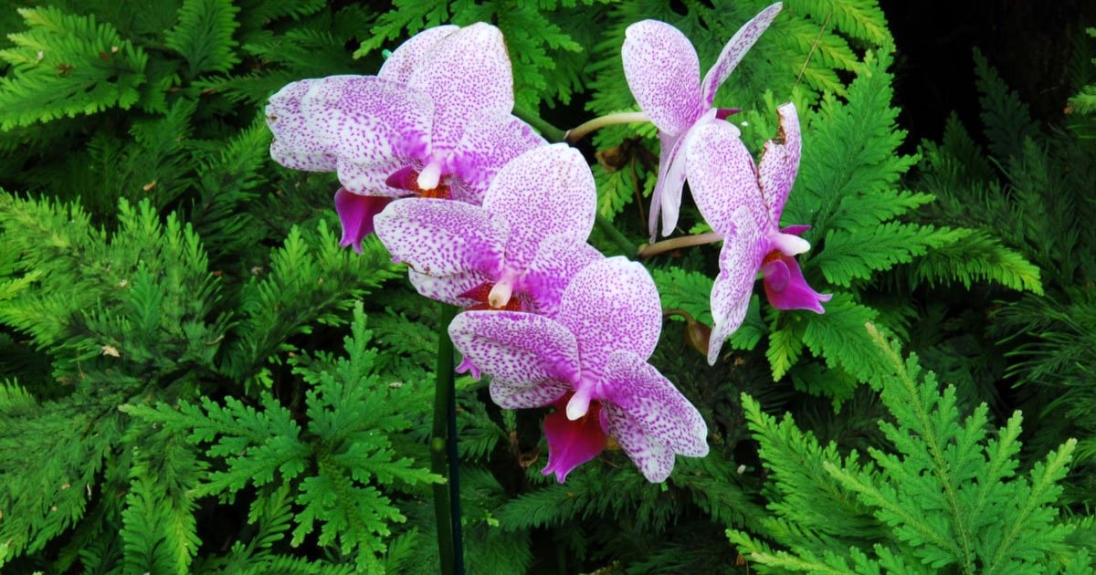 Pink-speckled orchids blooming among green fern foliage at Hawaiʻi Tropical Botanical Garden