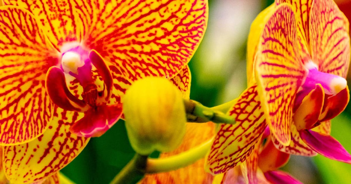 hawaiian-flowers-20-tropical-blooms-you-will-see-in-hawaii