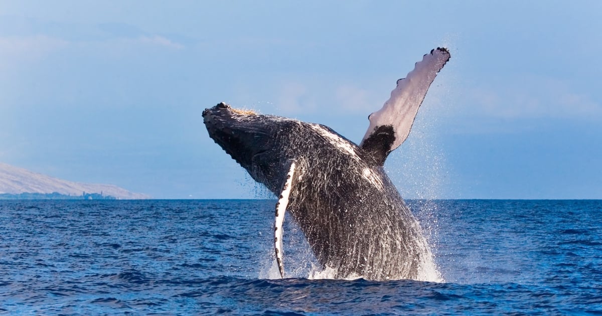 Humpback whale breaching in blue water off Kauai