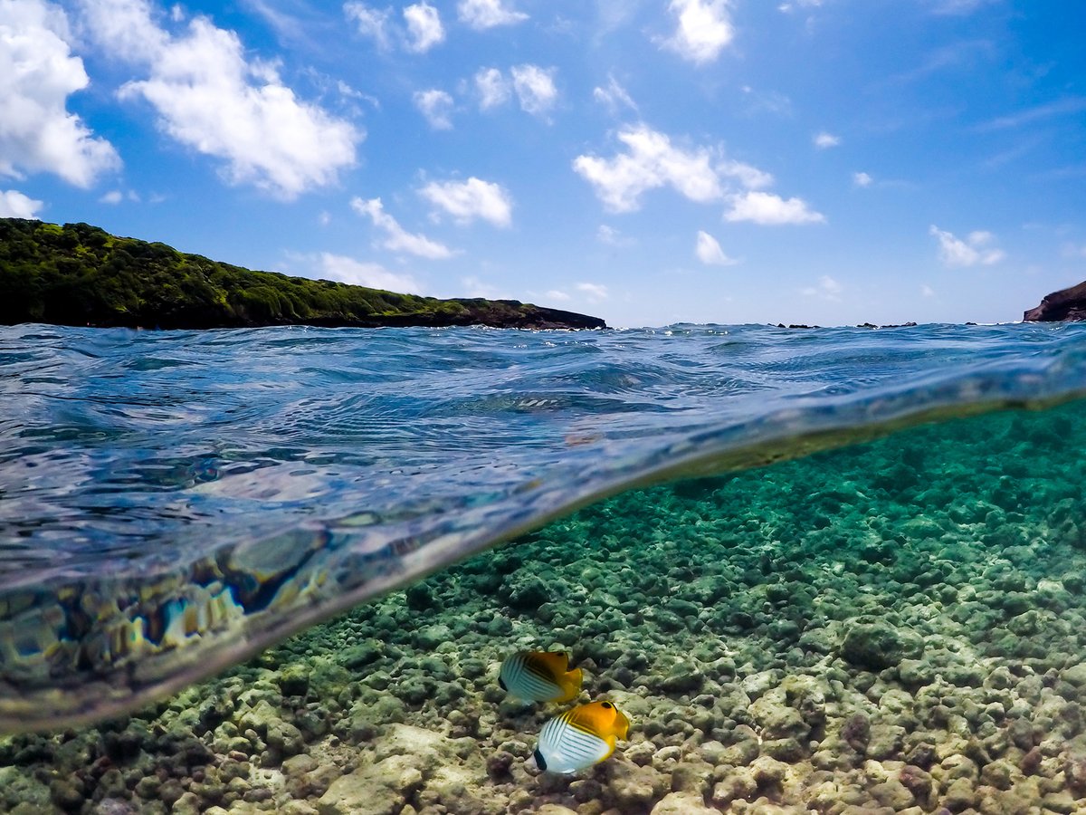 Split view above and below the water at Hanauma Bay on Oahu with butterflyfish swimming over the reef