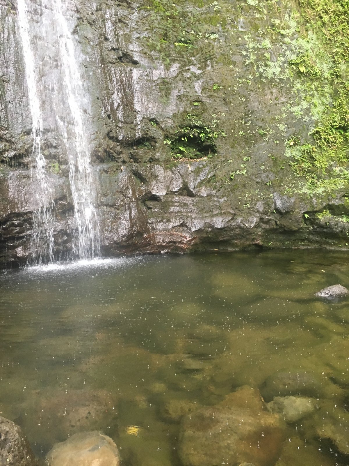 Mānoa Falls on Oʻahu, a tall thin-strand waterfall dropping into a rainforest gulch at the head of Mānoa Valley.