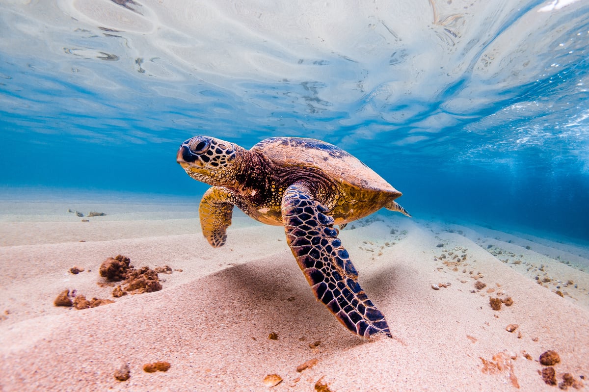 A Hawaiian green sea turtle (honu) resting on a sandy Hawaiʻi beach