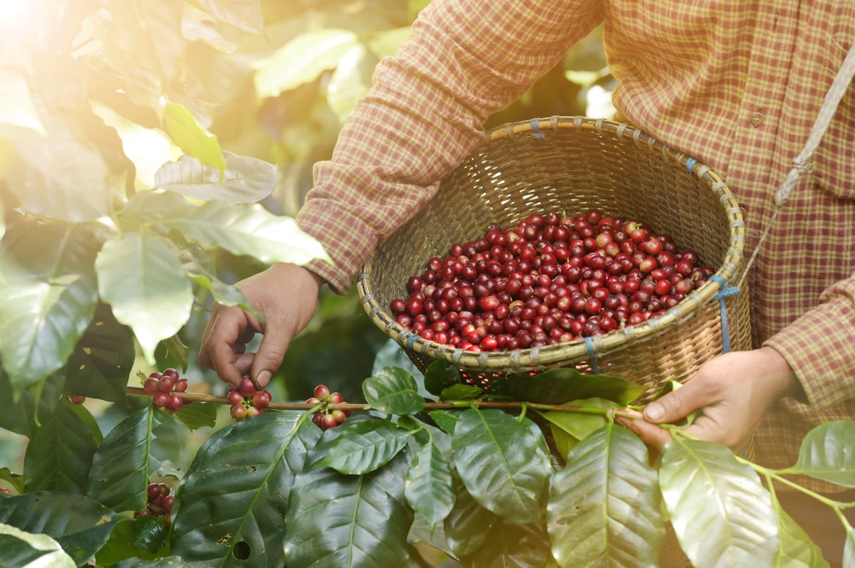 A coffee picker's hand selecting ripe red coffee cherries on a Kona coffee tree on the Big Island