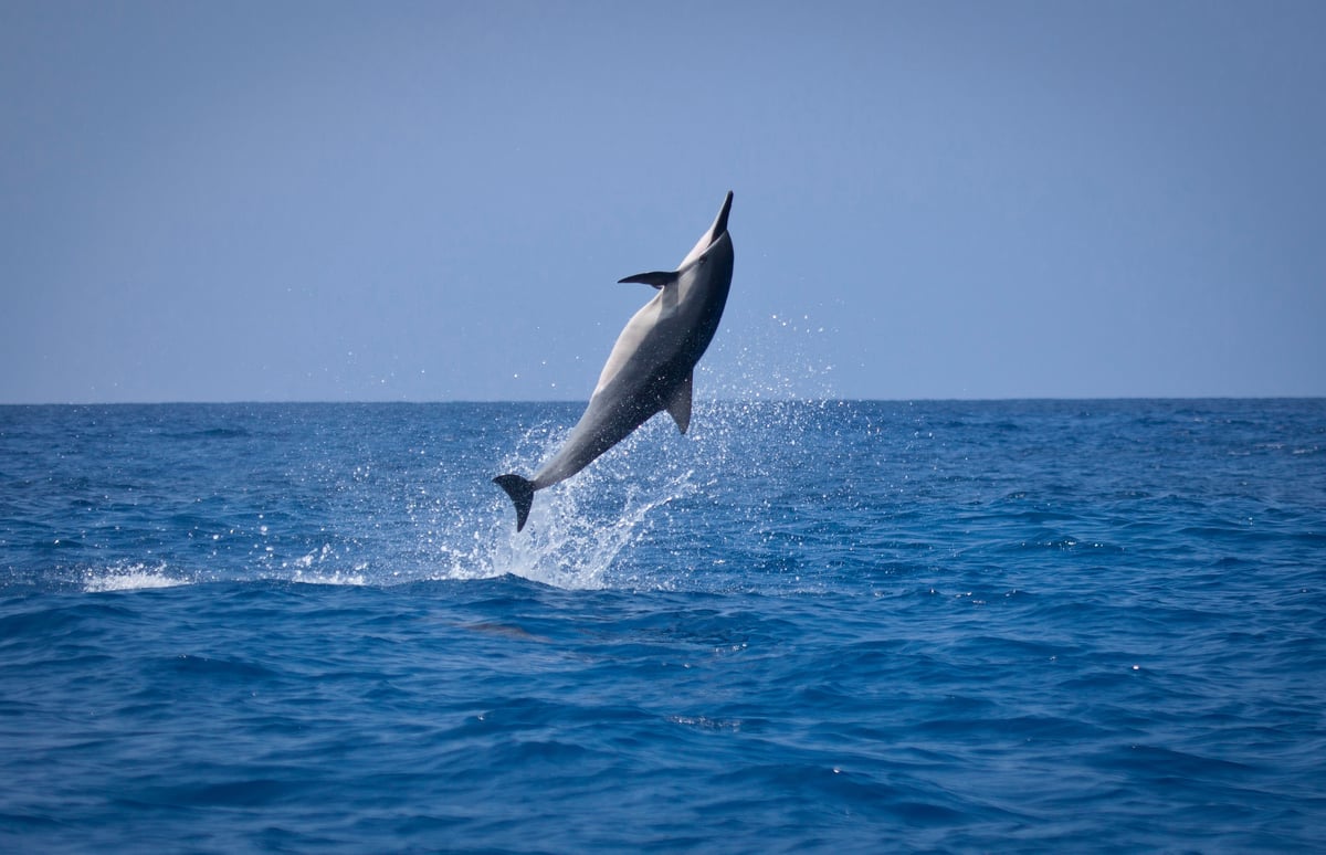 A wild Hawaiian spinner dolphin leaps from the open ocean off Oahu