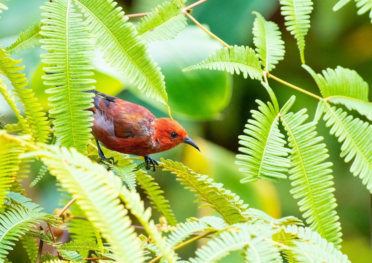 A red native Hawaiian honeycreeper perched among green fern fronds