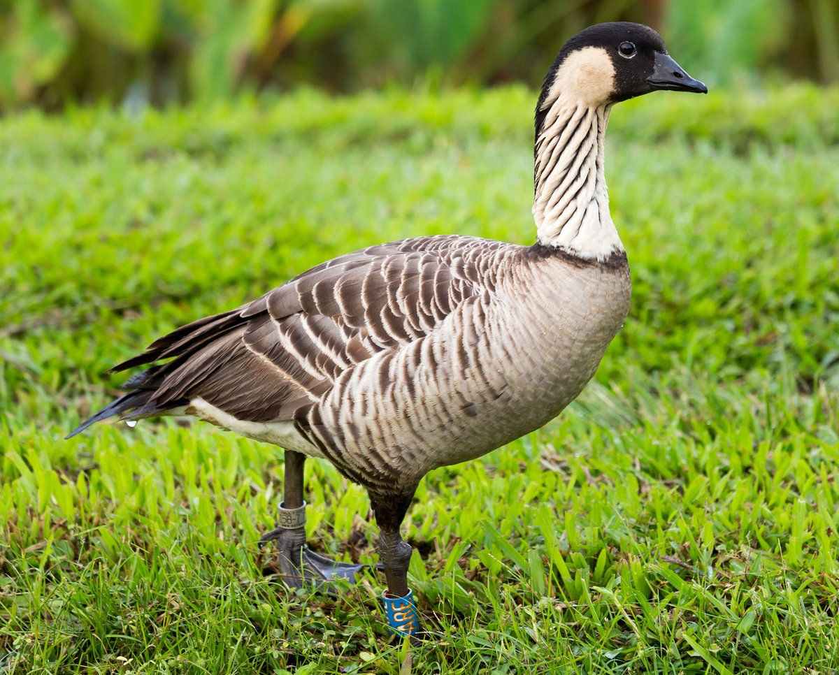 A nēnē, Hawaiʻi's native goose, standing on grass with identification bands on its legs