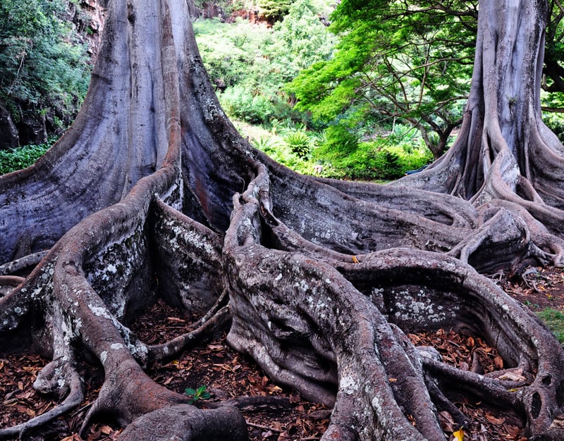 Massive Moreton Bay fig tree roots in a Hawaii setting associated with Jurassic Park memories