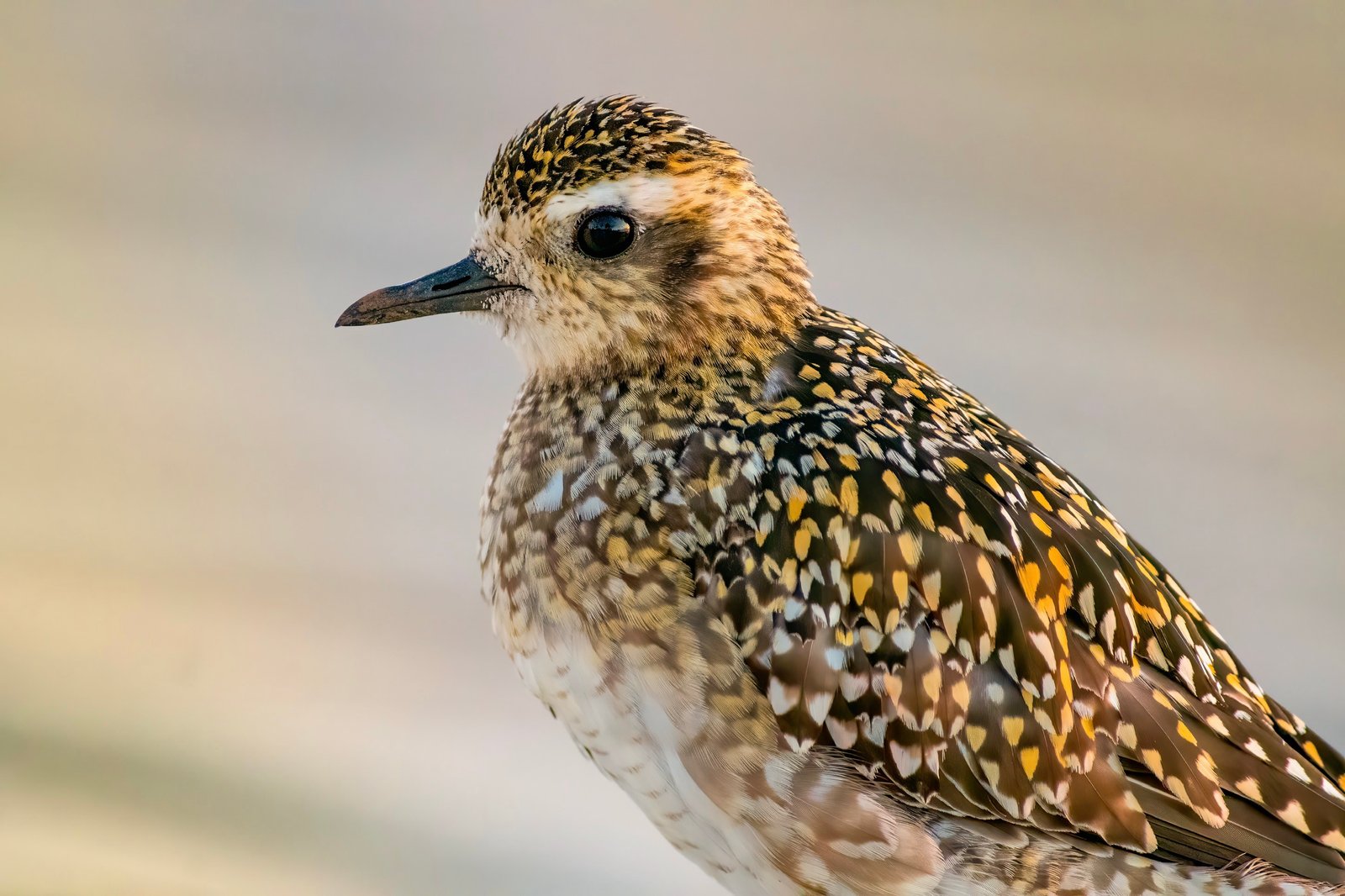 A Pacific Golden Plover (kōlea), the migratory shorebird that flies nonstop from Alaska each fall to winter on Hawaiʻiʻs lawns, parks, and fairways.