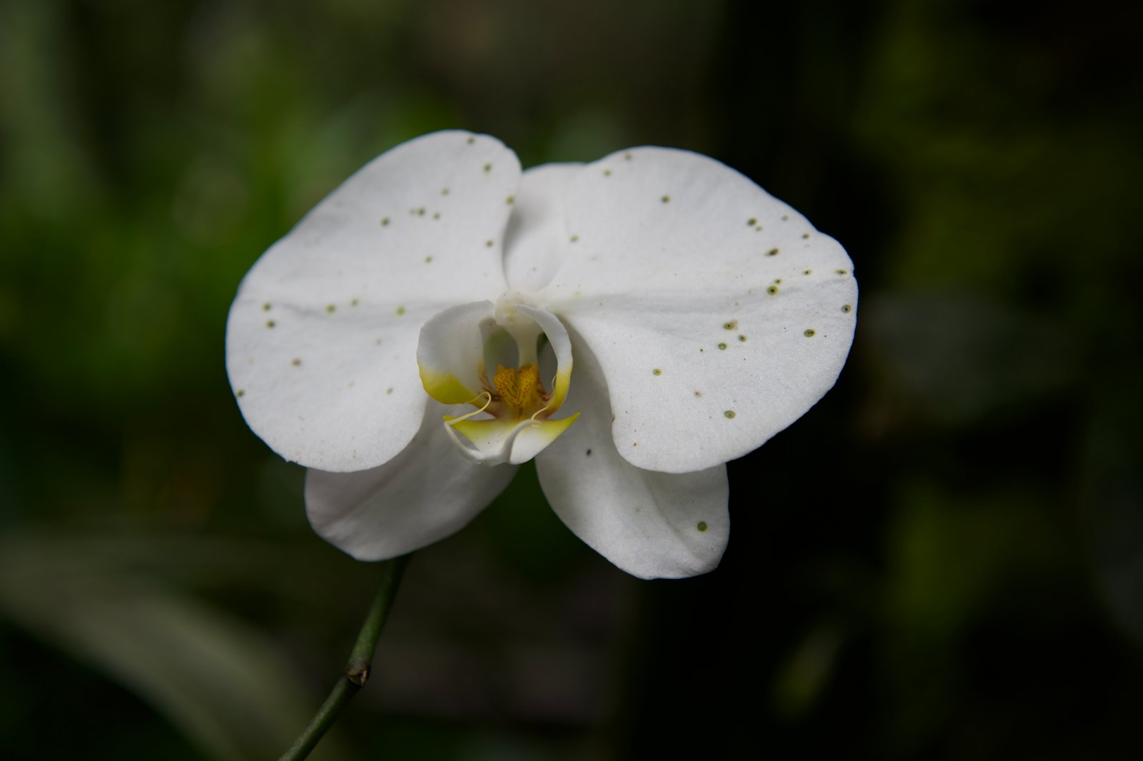 Tropical orchids in bloom at a Big Island orchid garden, suggesting the kinds of flowers on display at the annual Hilo Orchid Show Tile Image