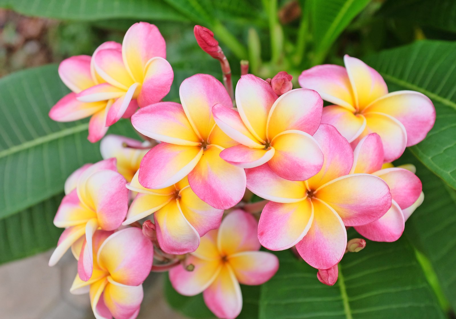 Pink plumeria blossoms in full summer bloom on a Hawaiian tree, the iconic flower used for Hawaiian lei Tile Image
