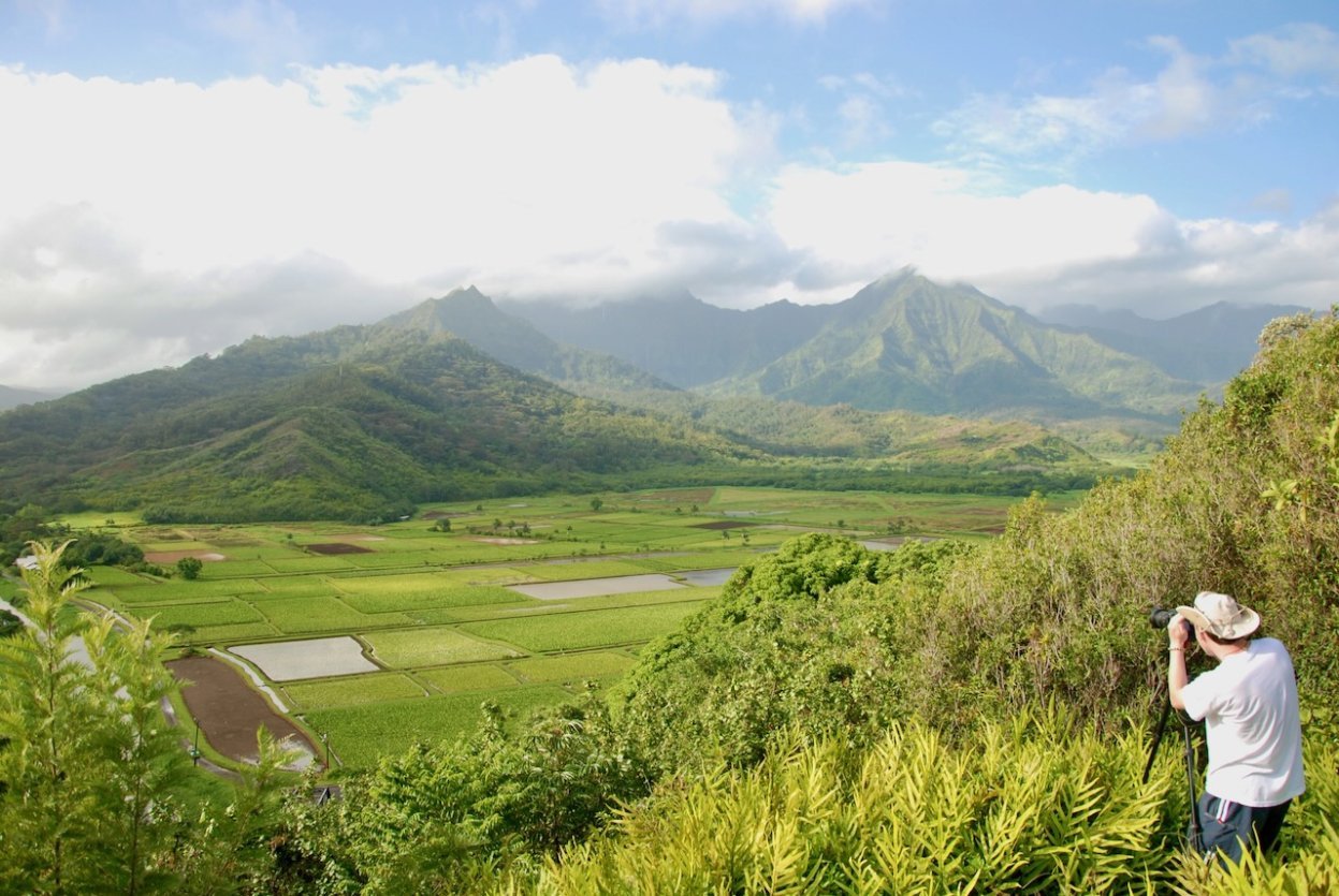 Hanalei Valley on Kauai's North Shore — working kalo (taro) fields viewed from the Highway 56 overlook.