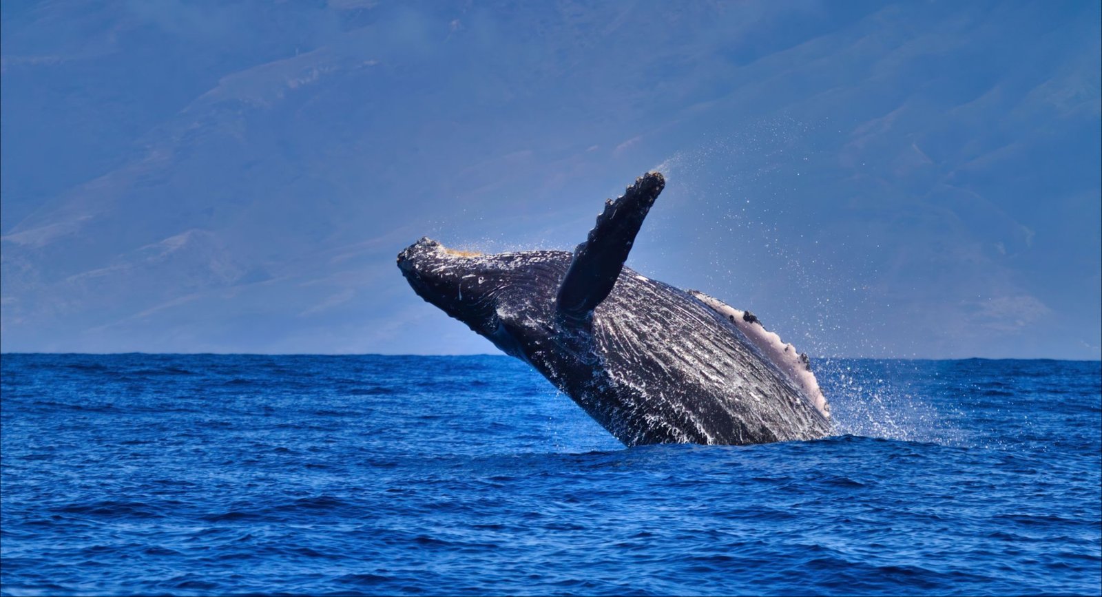 A humpback whale breaching off the Hawaii coast with an island shoreline behind it