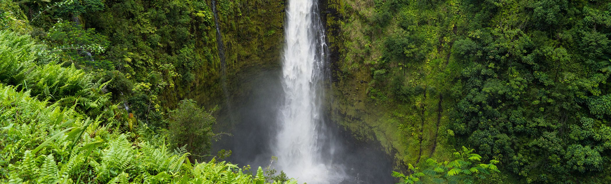 Hamakua coast on the Big Island, the historic macadamia growing belt