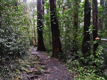 Rainforest path on the Waikamoi Ridge Trail