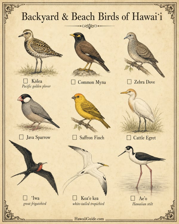 Backyard & Beach Birds of Hawaiʻi Illustrated Field Guide