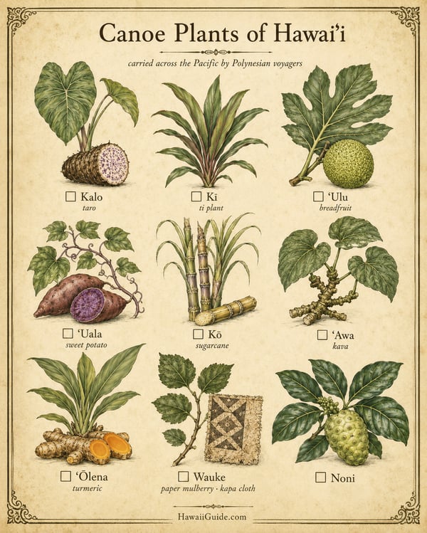 Canoe Plants of Hawaiʻi Illustrated Field Guide