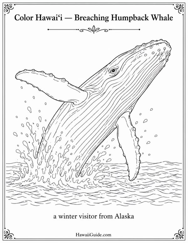 Breaching Humpback Whale Coloring Page