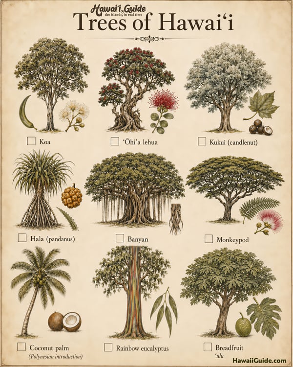 Trees of Hawaiʻi Illustrated Field Guide