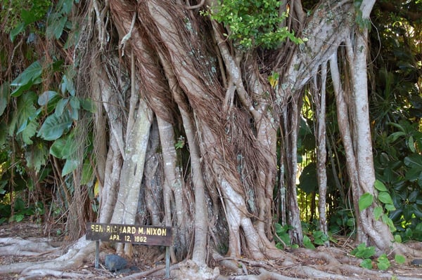 Banyan Tree Drive