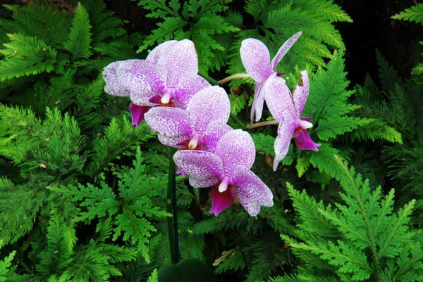 Orchids in bloom at the Hawaiʻi Tropical Botanical Garden near Hilo