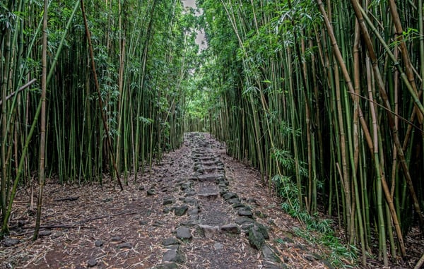 Pipiwai Trail