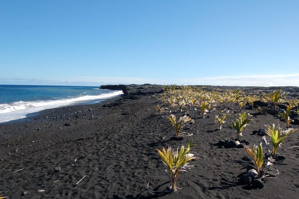 Kalapana