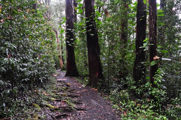 Waikamoi Forest Ridge Trail