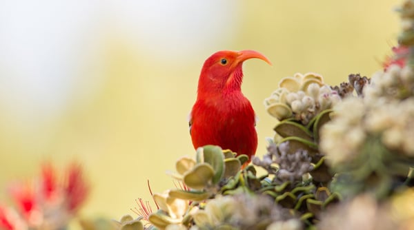 Kipuka Puaulu (Bird Park)