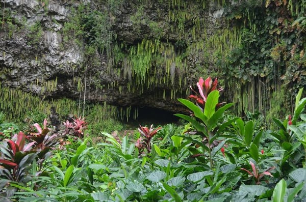 Hanging ferns at the Fern Grotto, Wailua River, Kauai