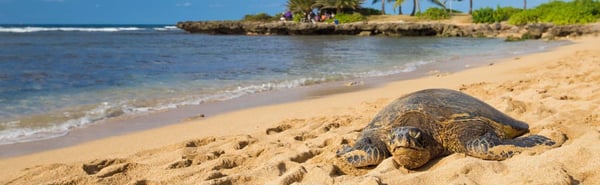 Aliʻi Beach Park