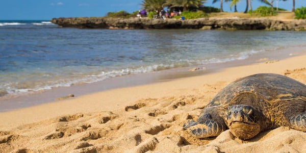 Haleʻiwa Aliʻi Beach Park