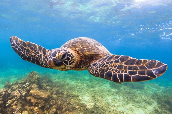 Turtle Town at Maluaka Beach