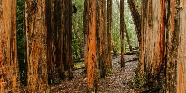 Hosmer Grove Loop Trail