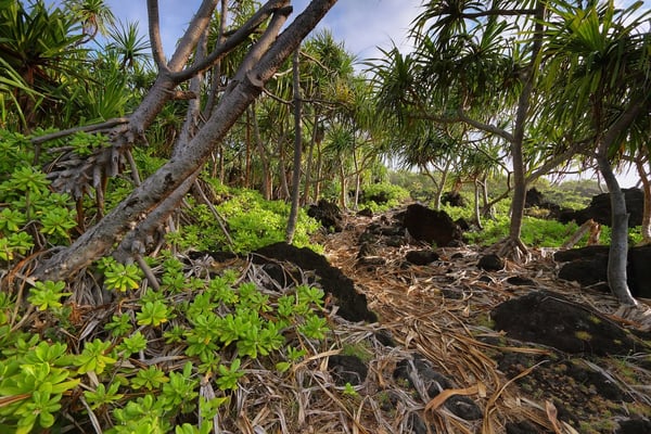 Kahakai Trail