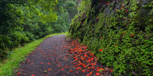 Ke'anae Arboretum