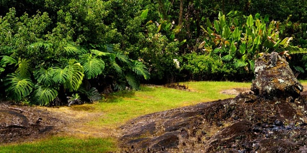 Lava Tree State Park