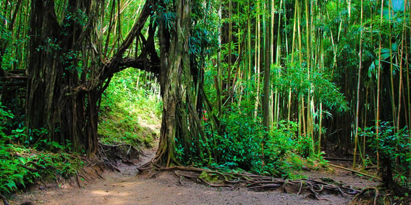 Manoa Falls Trail