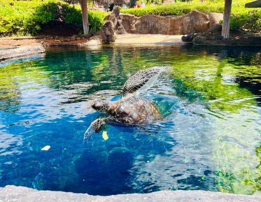 Green sea turtle (honu) at the Maui Ocean Center