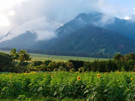Flower fields below the West Maui Mountains at Maui Tropical Plantation in Central Maui