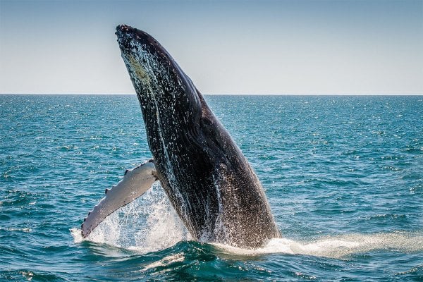 Humpback whale breaching off Maui