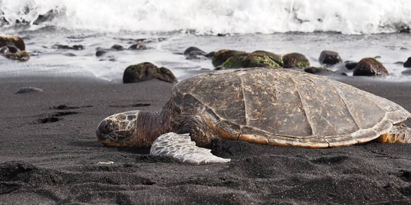 Oneuli Black Sand Beach