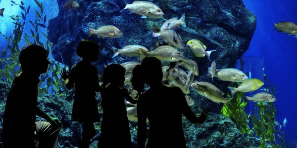 Waikiki Aquarium