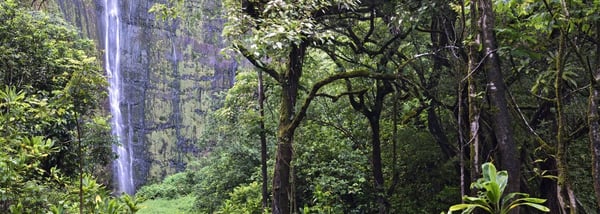 Waimoku Falls