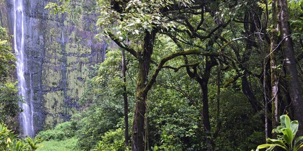Waimoku Falls