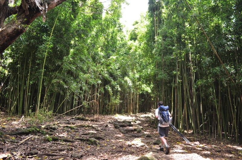 On the Pīpīwai Trail through the bamboo forest, Maui