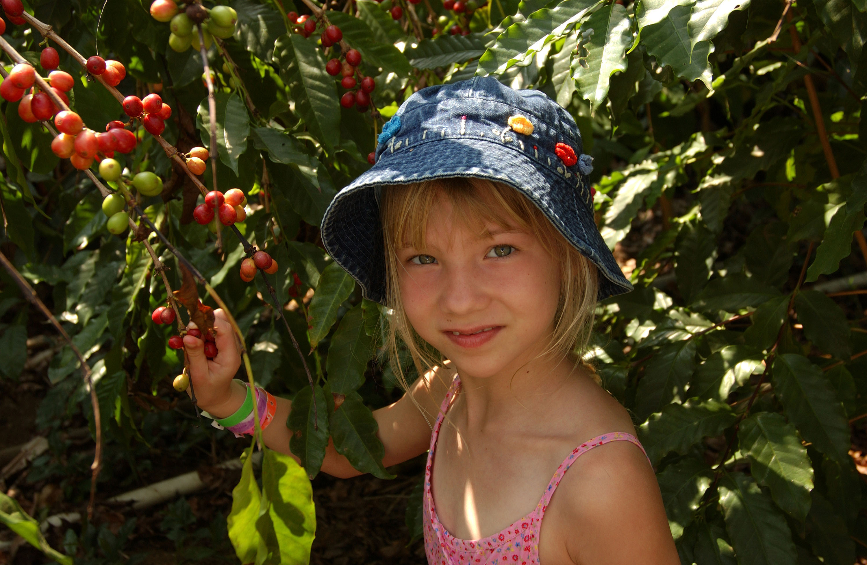 Woman examining coffee cherry branches at a Kona coffee farm on the Big Island